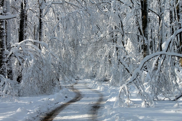 Estrada em meio a árvores congeladas durante o inverno