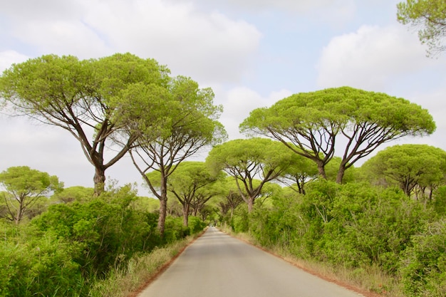 Estrada em meio a árvores contra o céu