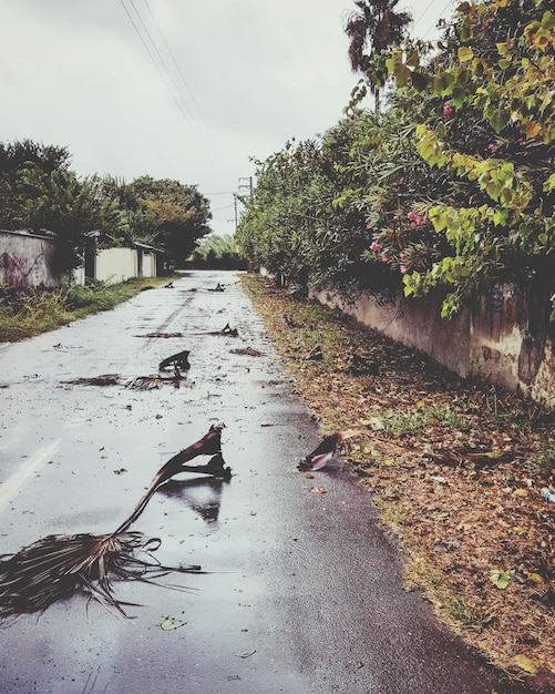 Foto estrada em meio a árvores contra o céu