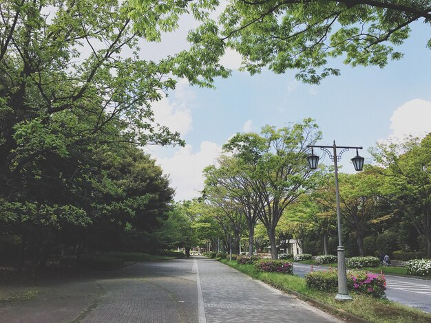 Foto estrada em meio a árvores contra o céu