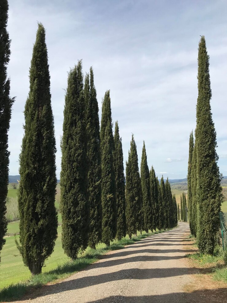 Foto estrada em meio a árvores contra o céu
