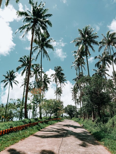 Foto estrada em meio a árvores contra o céu