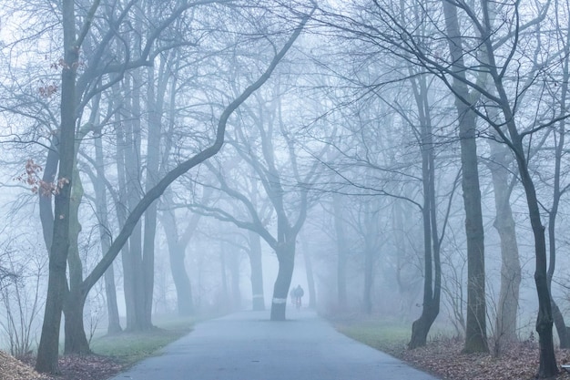 Foto estrada em meio a árvores durante o inverno