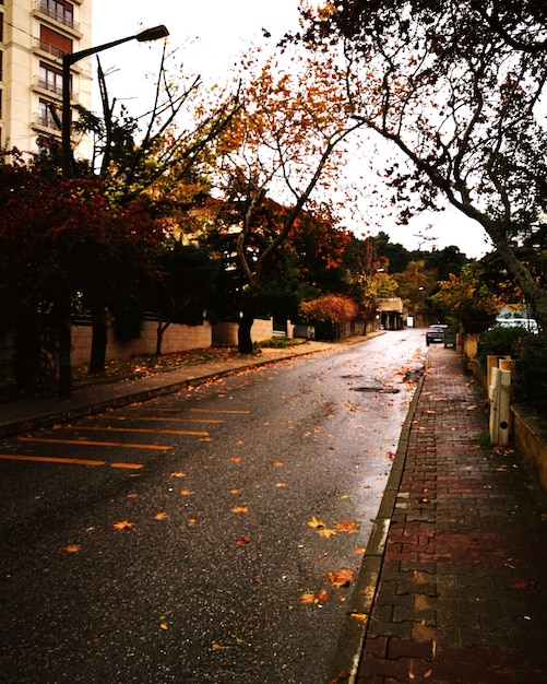 Foto estrada em meio a árvores na cidade