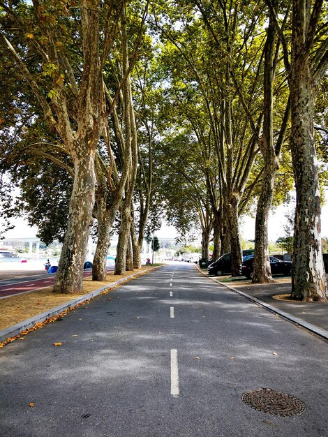 Foto estrada em meio a árvores na cidade