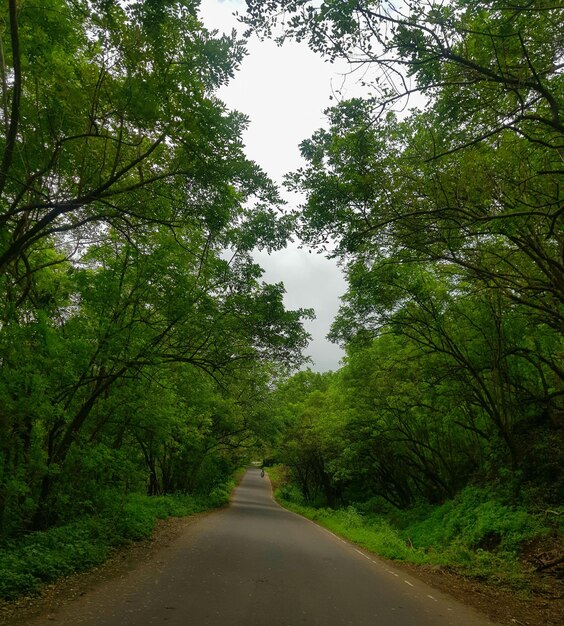 Foto estrada em meio a árvores na floresta contra o céu