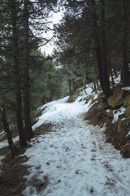 Estrada em meio a árvores na floresta durante o inverno