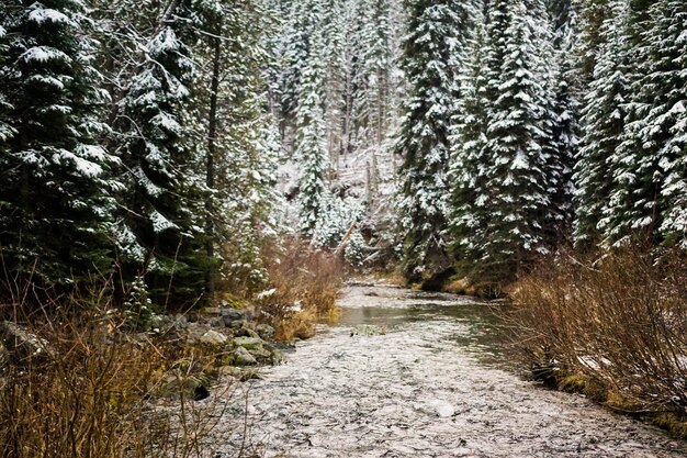 Foto estrada em meio a árvores na floresta durante o inverno