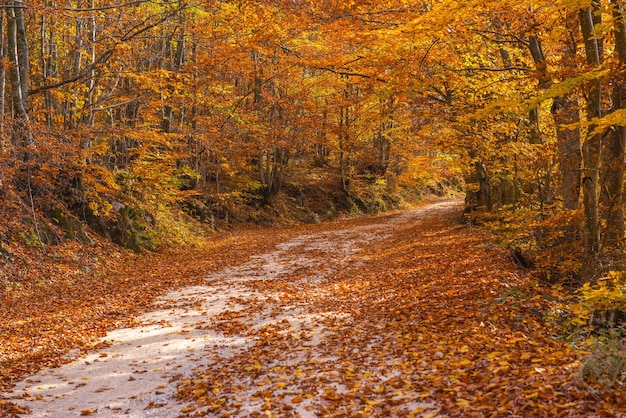 Foto estrada em meio a árvores na floresta durante o outono