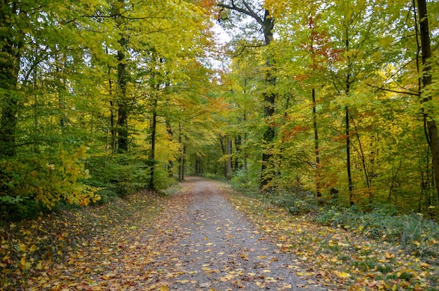 Estrada em meio a árvores na floresta durante o outono