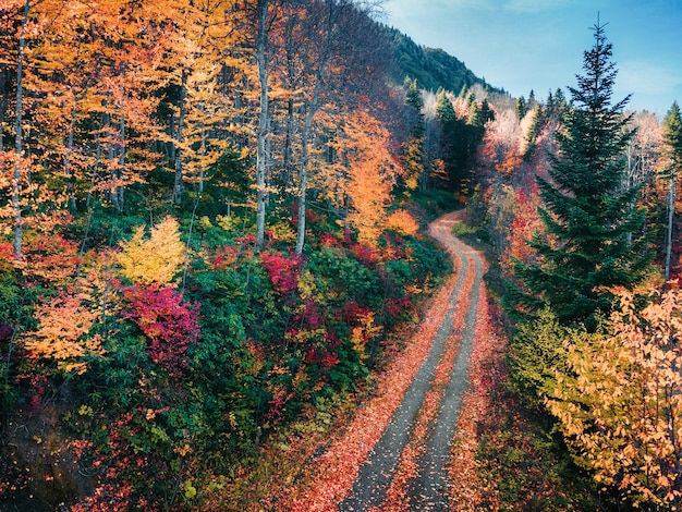 Foto estrada em meio a árvores na floresta durante o outono