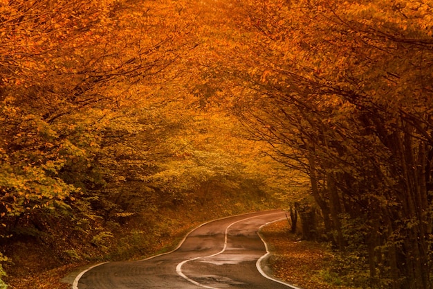 Foto estrada em meio a árvores na floresta durante o outono