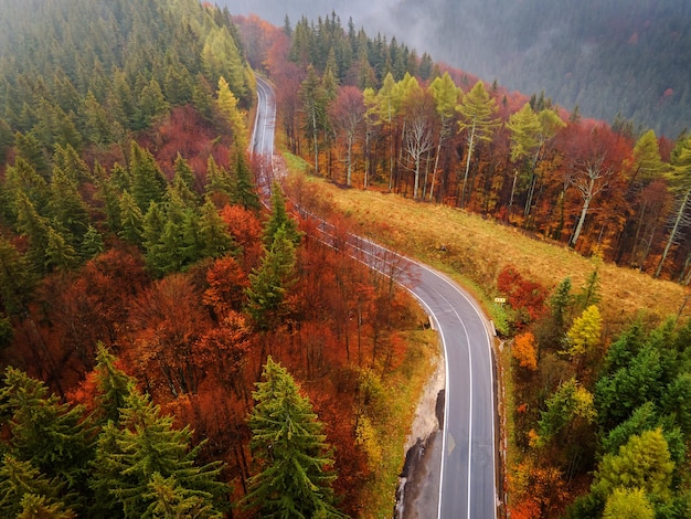 Estrada em meio a árvores na floresta durante o outono