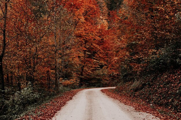 Estrada em meio a árvores na floresta durante o outono