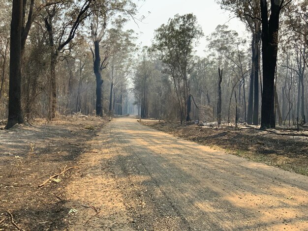 Foto estrada em meio a árvores na floresta