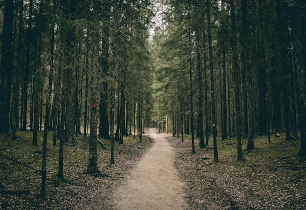 Estrada em meio a árvores na floresta