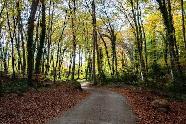 Estrada em meio a árvores na floresta