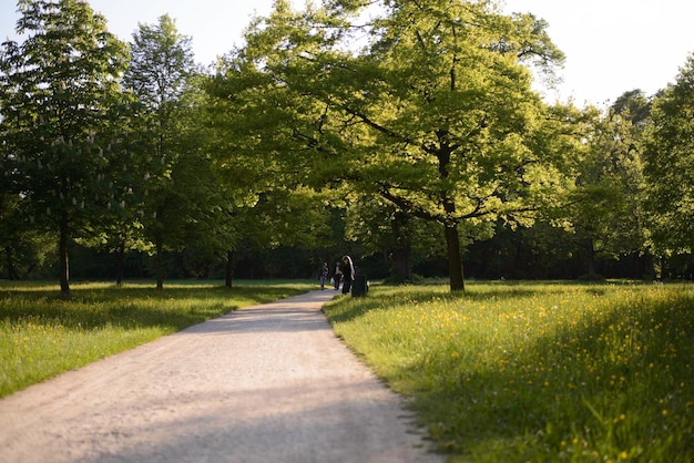 Estrada em meio a árvores no parque em um dia ensolarado