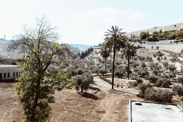 Estrada em meio a plantas e árvores contra o céu