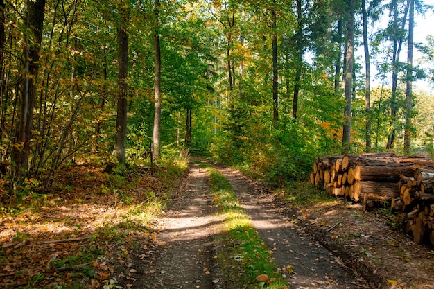 Estrada em uma floresta da Baixa Silésia, Polônia