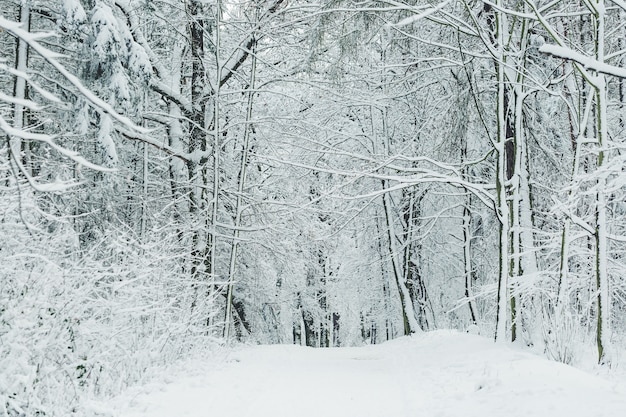 Estrada em uma floresta em um dia de inverno