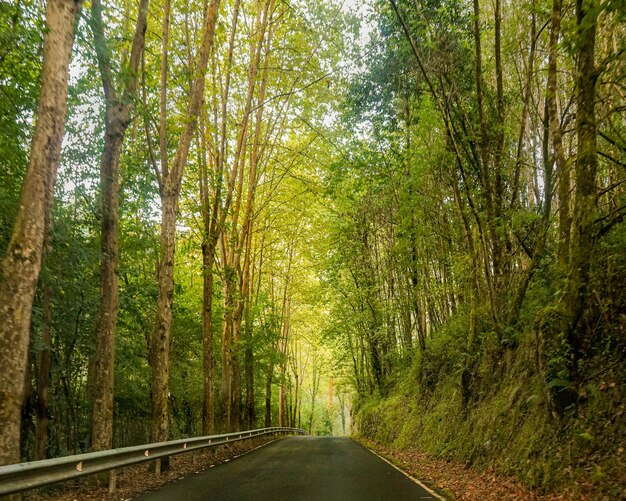 Foto estrada entrando na floresta durante o outono
