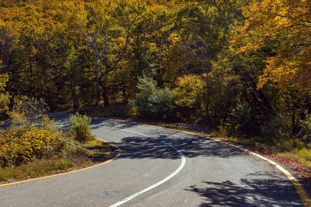 Foto estrada entre a floresta de montanha amarela de outono