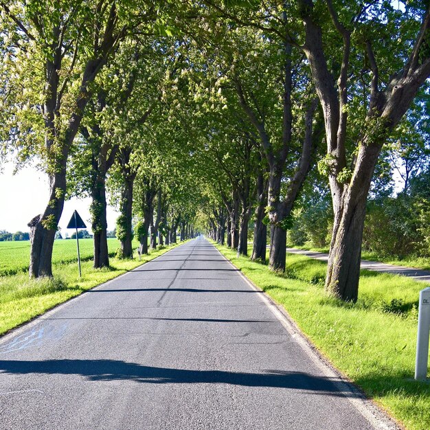 Estrada entre árvores