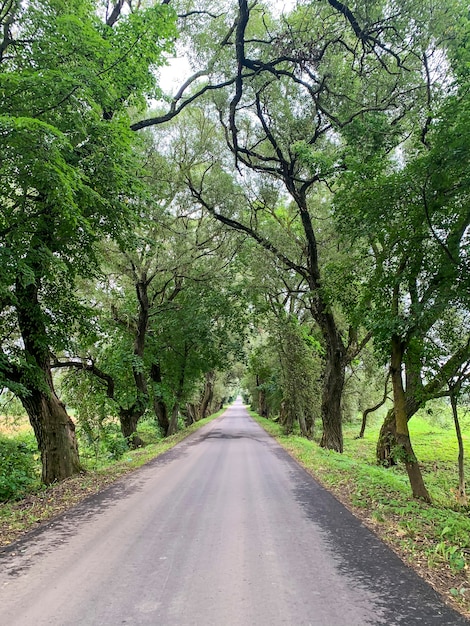 Estrada entre grandes árvores com folhagem verde em dia ensolarado.