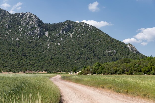 Estrada entre o campo de trigo