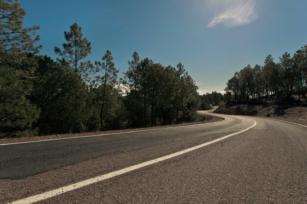 Estrada, entre, pinhos, árvore floresta, com, céu azul