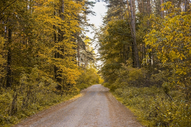 Estrada florestal com árvores no outono ao nascer ou pôr do sol