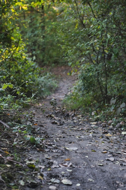 Estrada florestal de outono e árvore com fundo desfocado