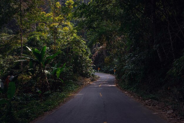 Estrada florestal de verão na Ásia A superfície é de concreto asfáltico