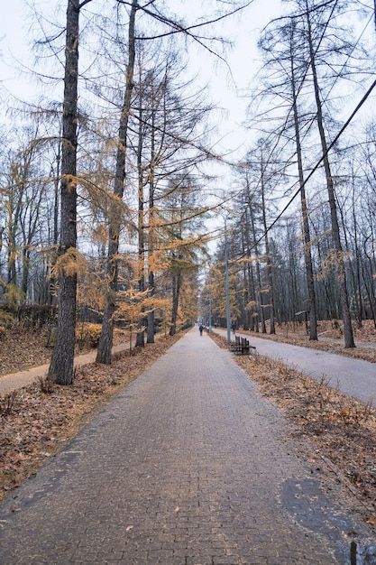 estrada indo para a distância em um parque de outono da cidade com árvores de coníferas com agulhas amarelas