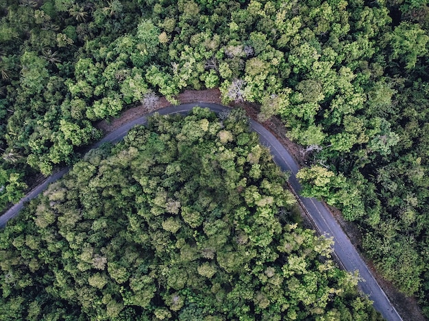 Estrada longa pavimentada curvada no meio de uma densa floresta verde com um grande número de diferentes árvores altas, vista de cima