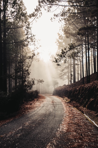 estrada misteriosa no meio da floresta com nevoeiro