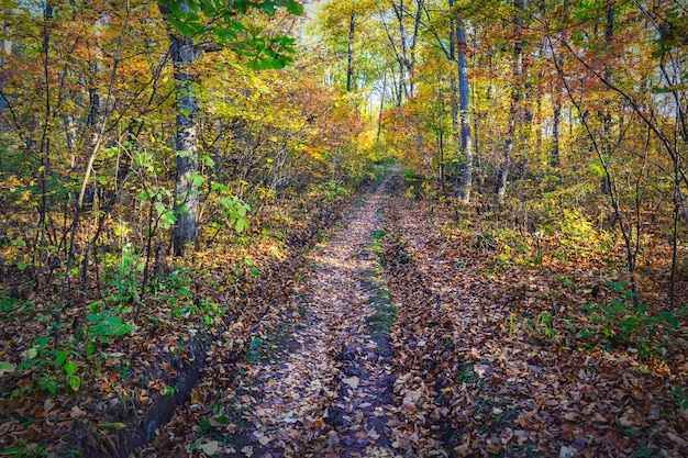 Estrada na bela floresta de outono com árvores coloridas