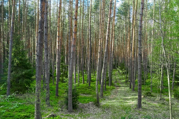 Estrada na floresta com árvores de alta folhagem