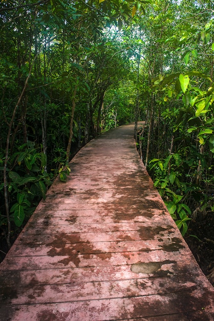 Estrada na floresta de mangue