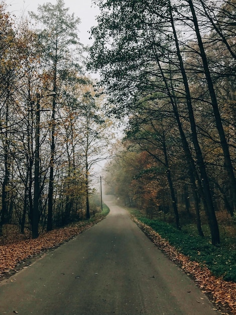 Estrada na floresta de outono com folhas de outono na manhã nublada e fria Névoa na floresta de outono com folhas amarelas Momento de tranquilidade Manhã atmosférica Olá outono