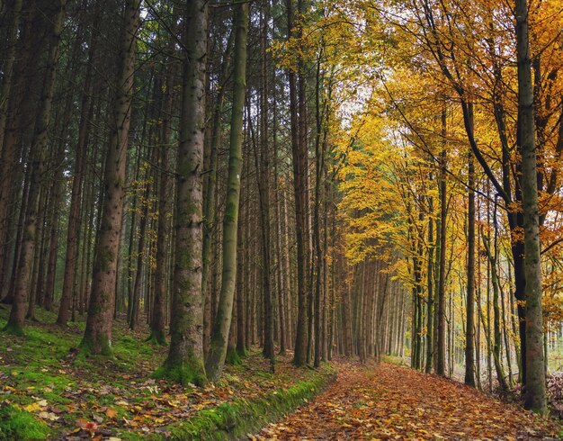 estrada na floresta de outono entre as árvores