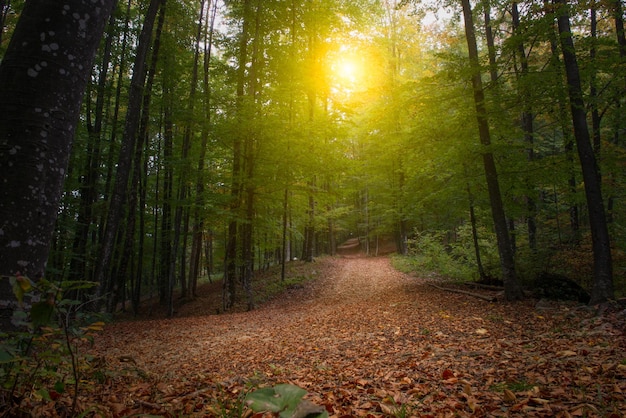 Foto estrada na floresta de outono