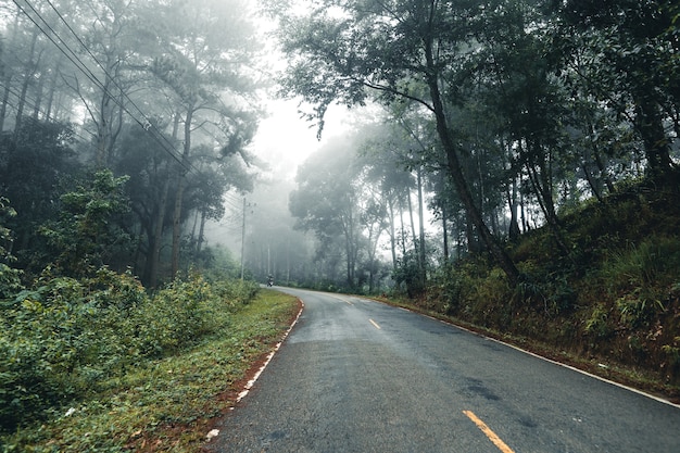 Estrada na floresta, estação das chuvas, árvores naturais e nevoeiro