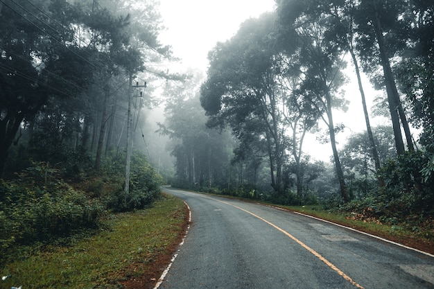 Estrada na floresta, estação das chuvas, árvores naturais e nevoeiro