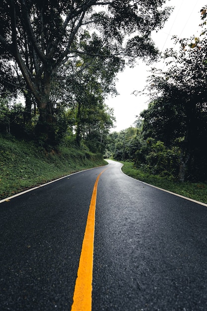 Estrada na floresta, estação das chuvas, árvores naturais e nevoeiro