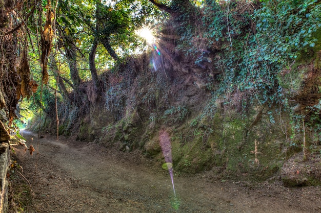 Estrada na floresta