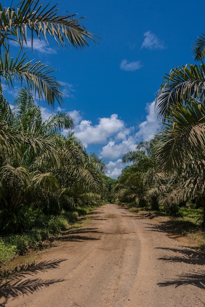 Estrada na floresta