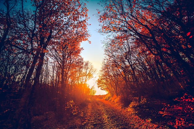 Estrada na majestosa floresta colorida ao pôr do sol vermelho outono folhas cárpatos ucrânia europa