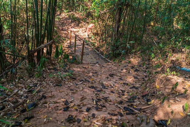 Estrada na selva